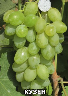 Кузен (2)
